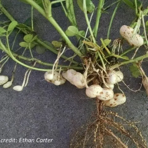 thumbnail for publication: Methods to Evaluate Peanut Maturity for Optimal Seed Quality and Yield